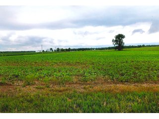 Property photo 6 - LAND AUCTION - 308+/- ACRES IN 7 TRACTS IN CARROLL & WHITE COUNTY, INDIANA
